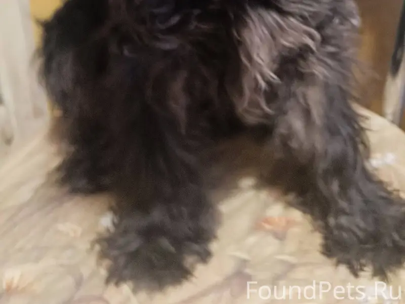 Найдена собака в районе 8-ой.....