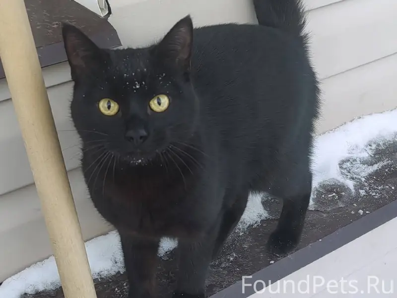 Пропал молодой кот в районе ау...