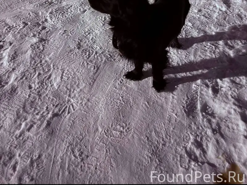 Может кто потерял собаку, бега...