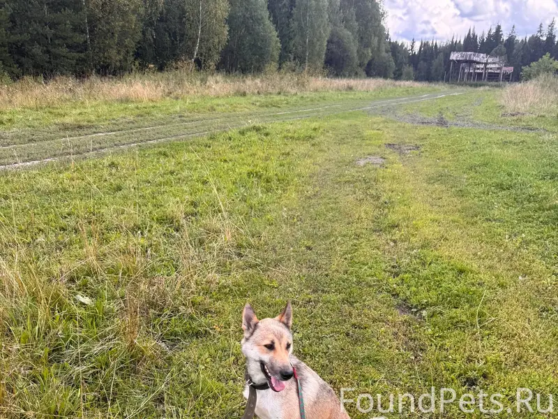 Здравствуйте, убежала собака в...