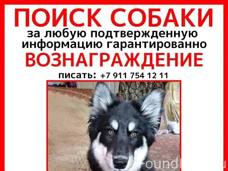 ПОИСК СОБАКИ ВОЗНАГРАЖДЕНИЕ 30...