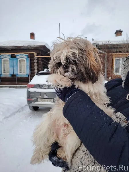 Найдена собака мальчик породы ...