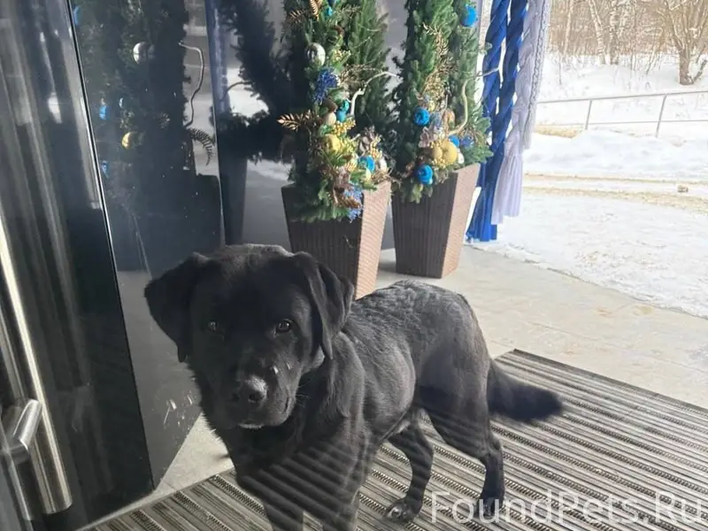 ЧЬЯ ПОТЕРЯШКА?!?!? В районе На...