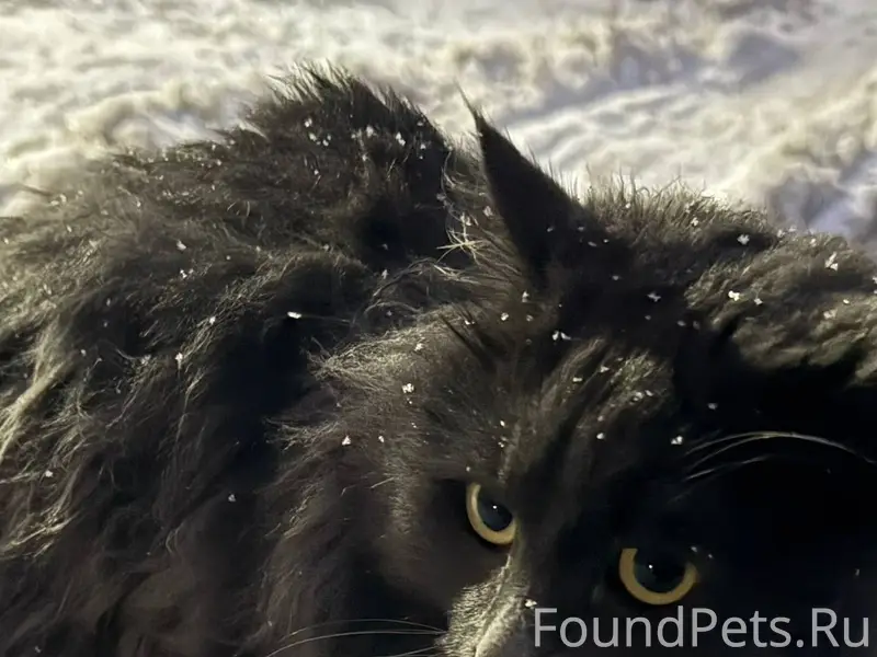 Здравствуйте. Найден кот просп...