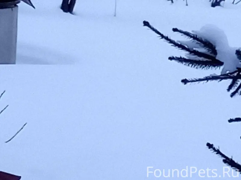 Внимание потеряшка - овчарка б...