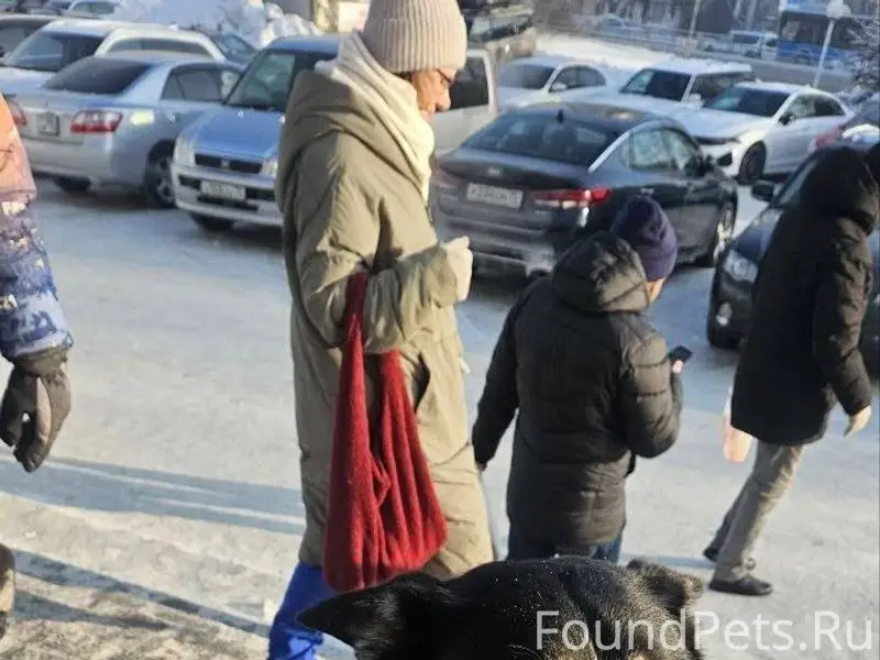 Здравствуйте, ищут собаку, зов...