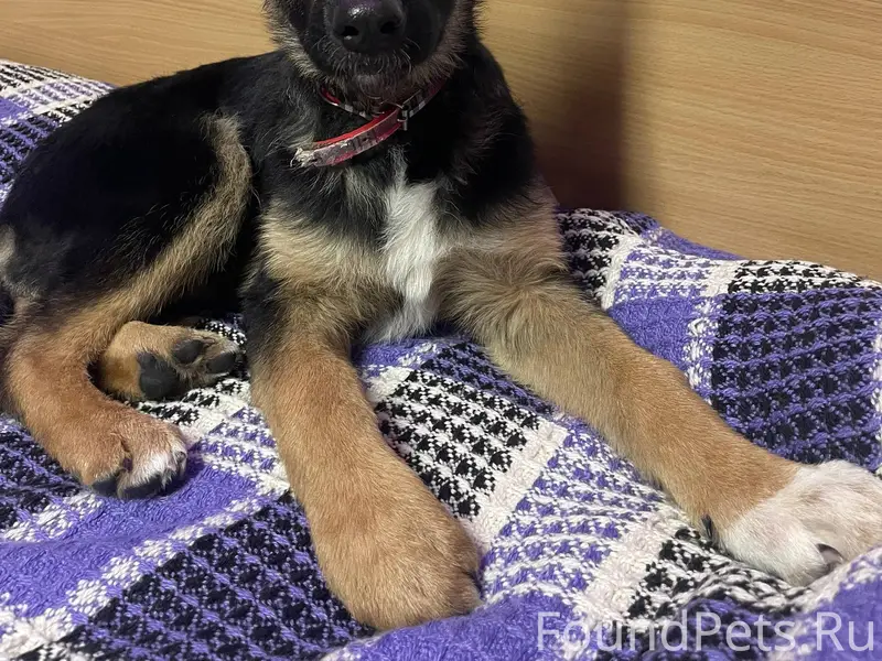 В районе остановки Солнышко на...