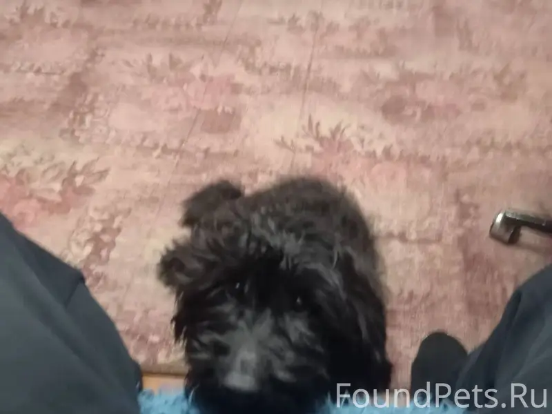 Потерялась собака в районе гул...