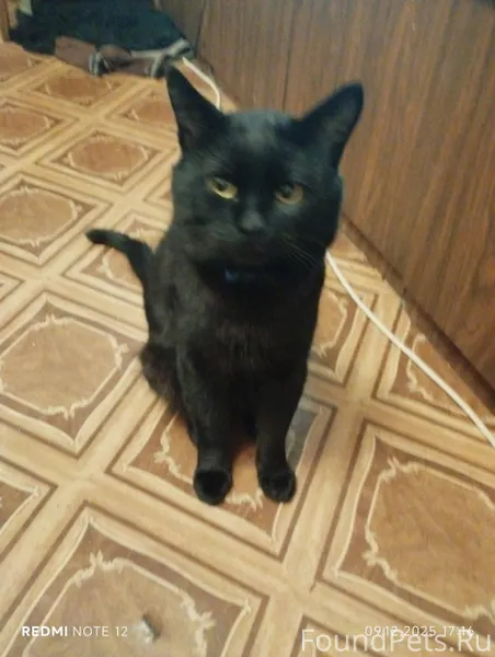 Пропал кот, зовут Цыган. Район...