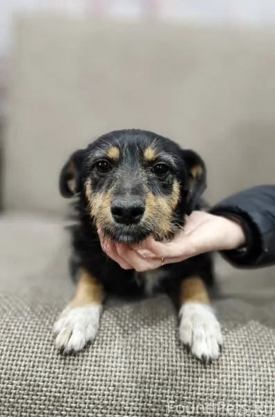 Вот такая кроха была найдена н...