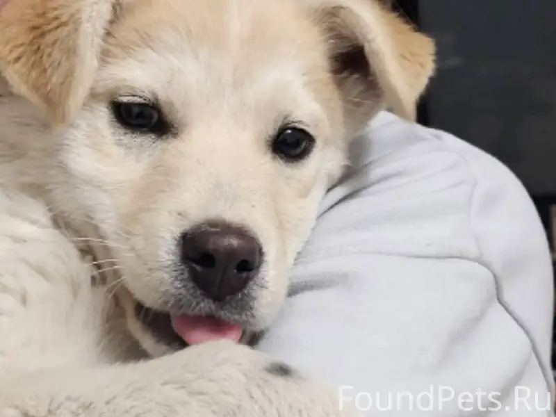 Потерялся щенок, мальчик, с ош...