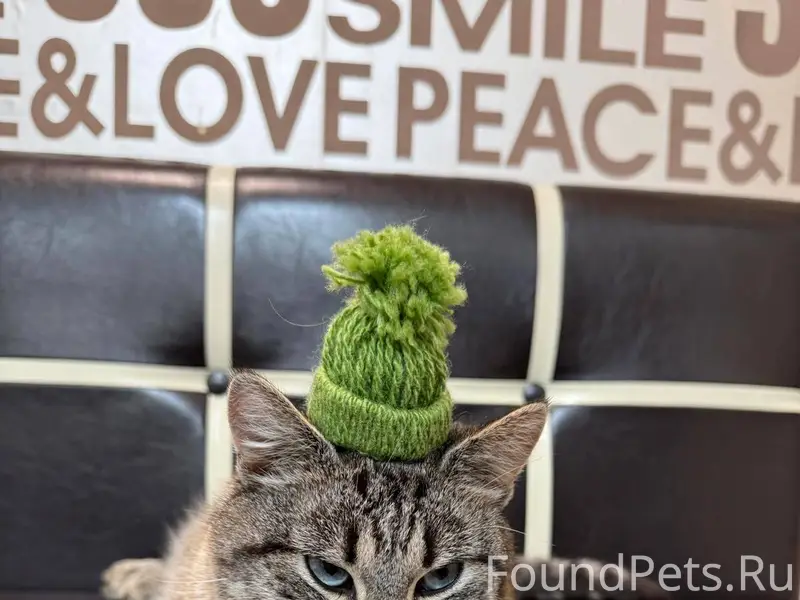 Пропала кошка с красным ошейни...