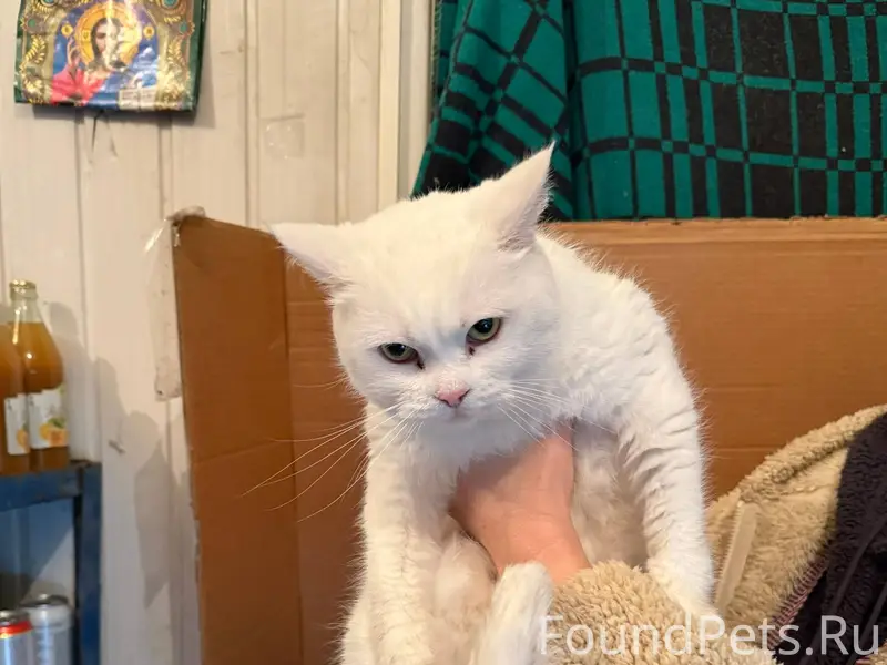 СРОЧНО! Найдена кошечка — ищем...