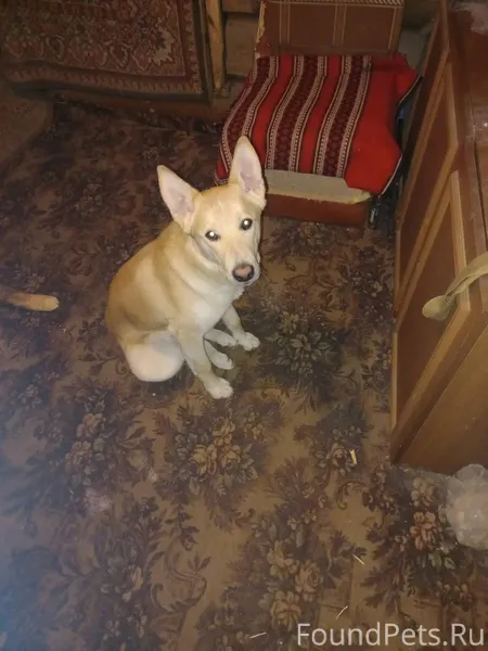 Ищем собаку.потерялся на город...