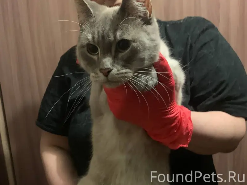 Найдена кошечка в Черниковке, ...