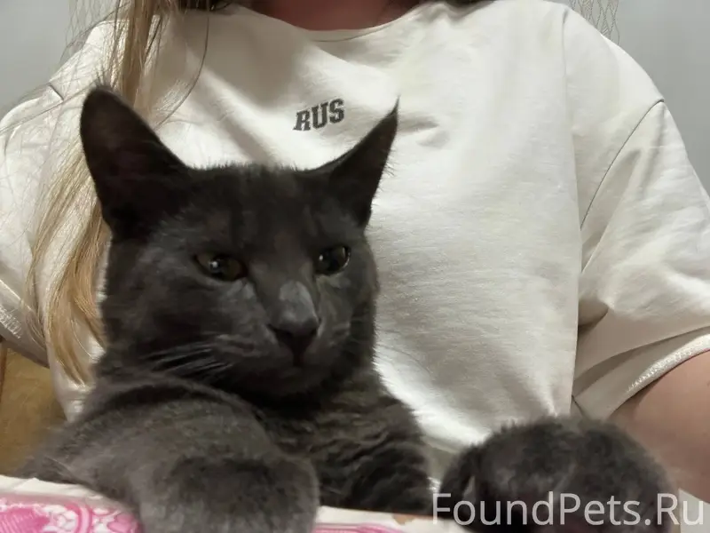 ❗️SOS❗️ Пропал кот, по улице Г...