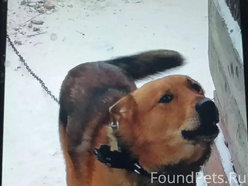 Убежала собака по кличке Джек....