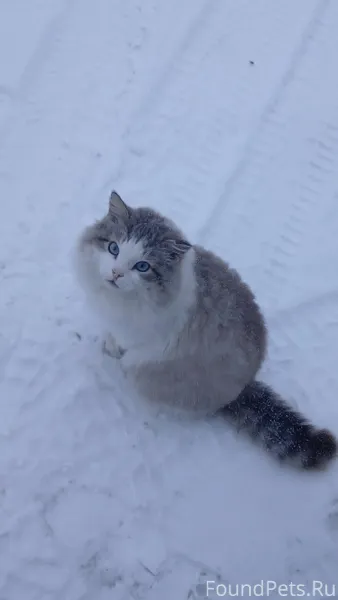 Пропал кот в районе улицы Запа...