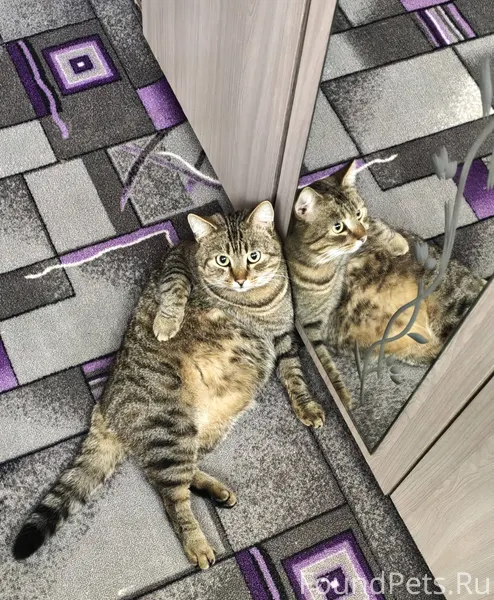 Пропал кот по улице Пушкина, е...