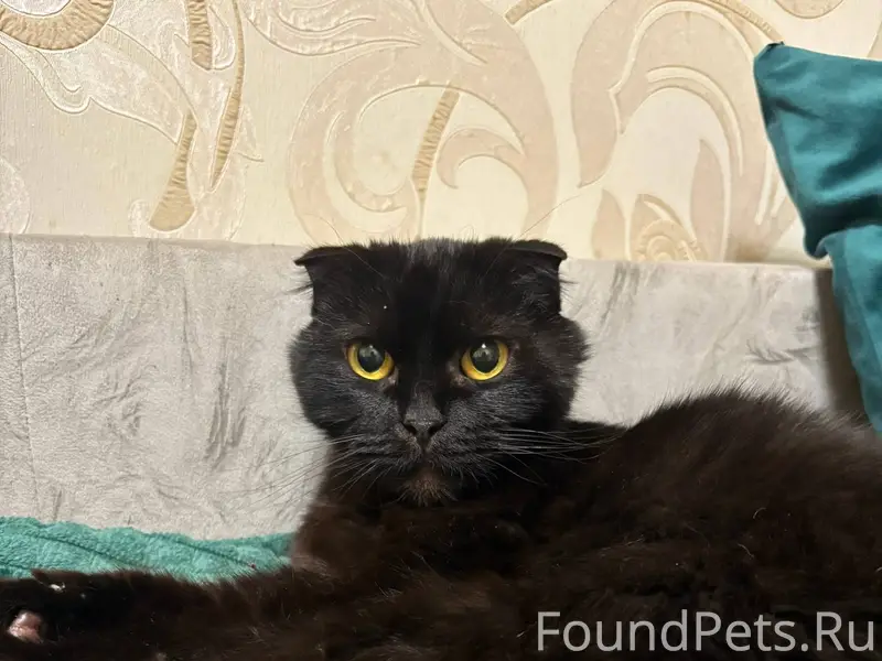 Найдена шотландская вислоухая ...