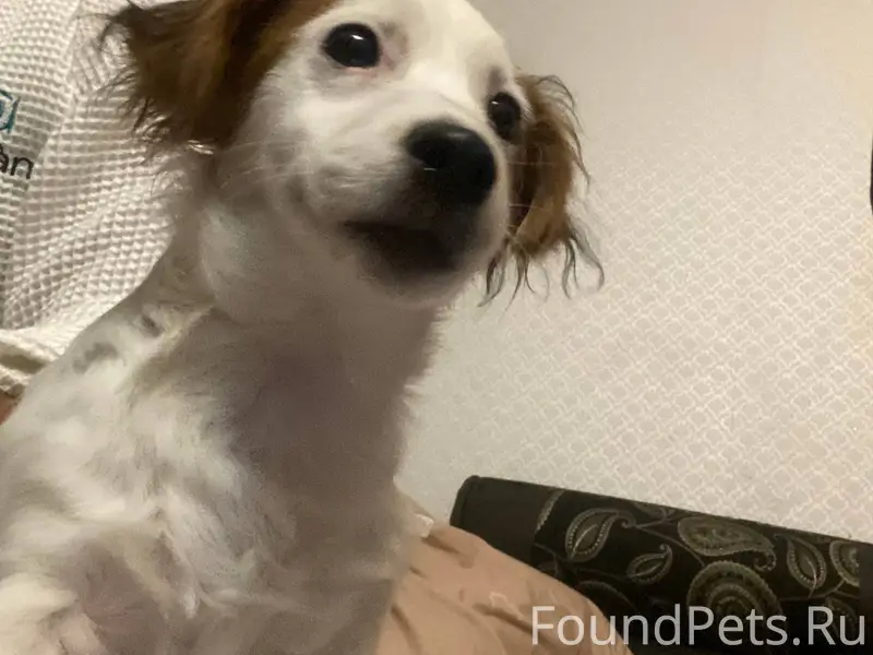 Пропала вчера собака, пожалуйс...