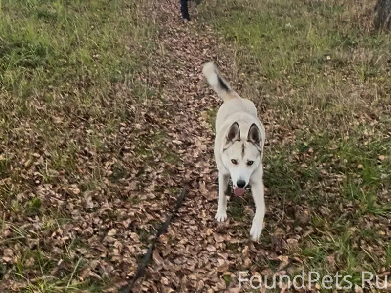 Здравствуйте. Пропала собака А...