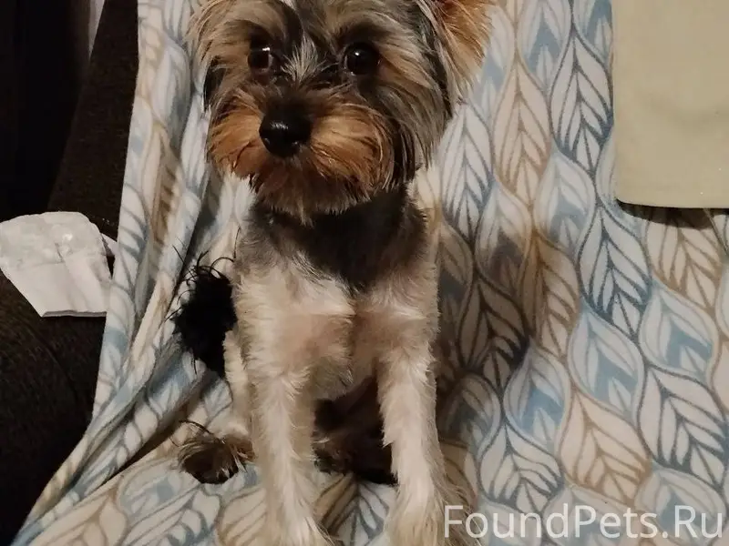 Убежала собака с Карла-Либкнех...