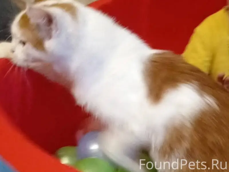 Пропал кот, на 3 кочетовке, ес...