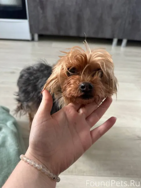 Найдена собака йорк в районе м...