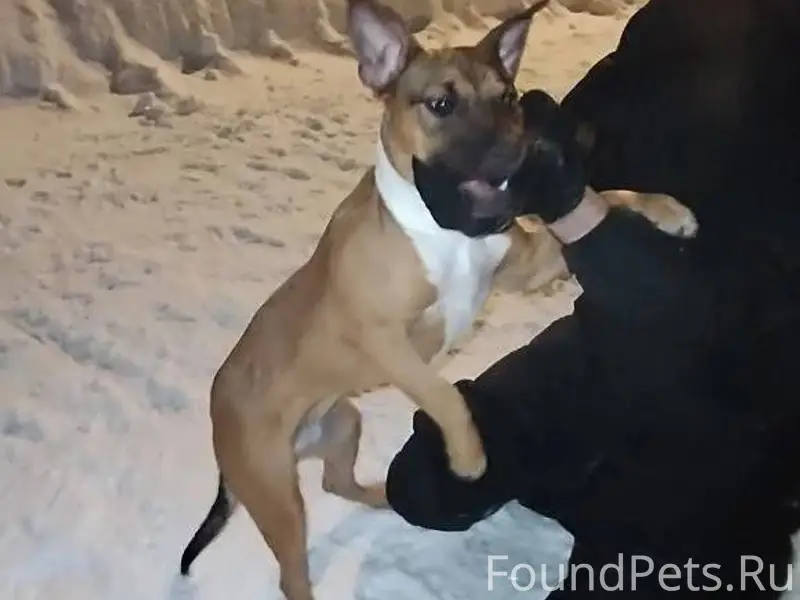 Кто потерял собаку!? Щенок, де...