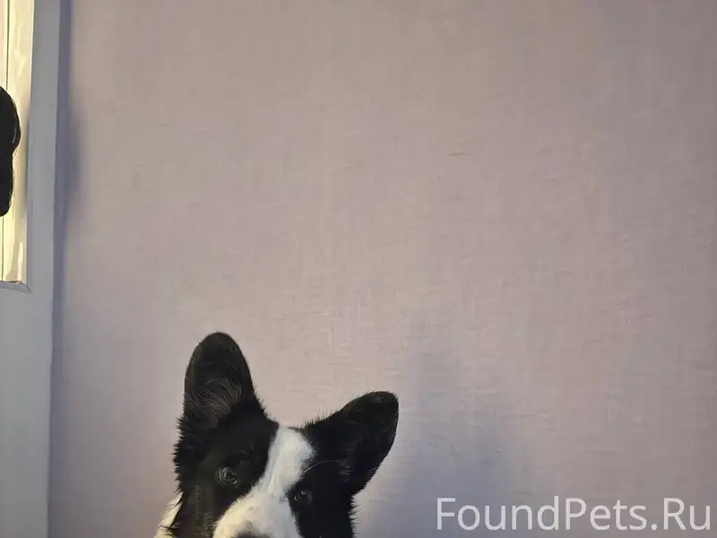 ‼️ПОТЕРЯЛАСЬ СОБАКА‼️ сорвалас...