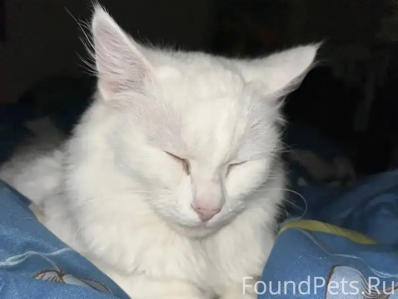 Пропала кошка , комсомольская ...