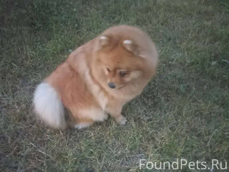 Потерялась собака Порода шпиц ...