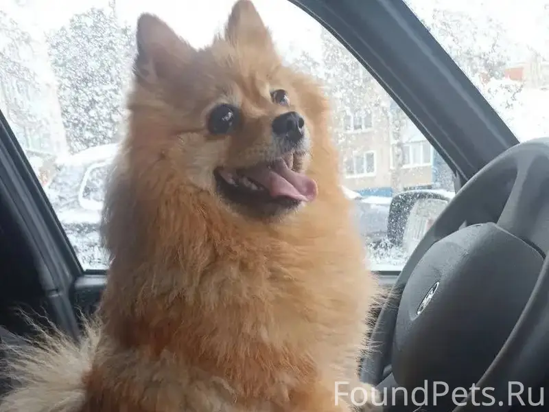 Потерялась собака❗️❗️❗️ Порода...
