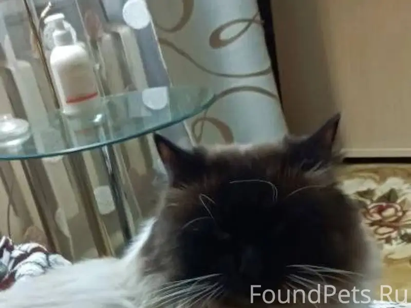 Пропал любимый кот. Предположи...