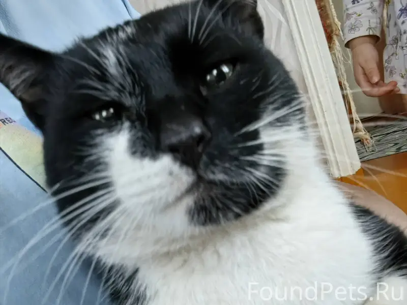 Пропал кот в районе пятёрочки ...