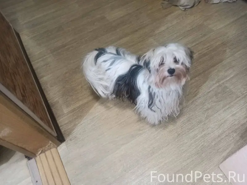Пропала маленькая собака, поро...