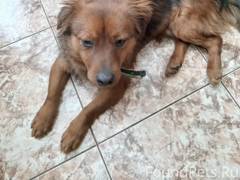 ВНИМАНИЕ!!! Найден пёс с ошейн...