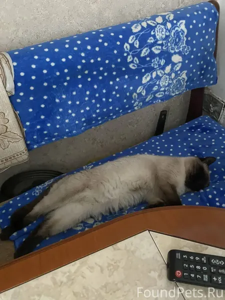 Пропала кошка! в районе киноте...