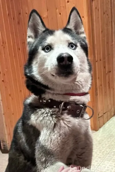 Пропал пёс породы хаски по кли...