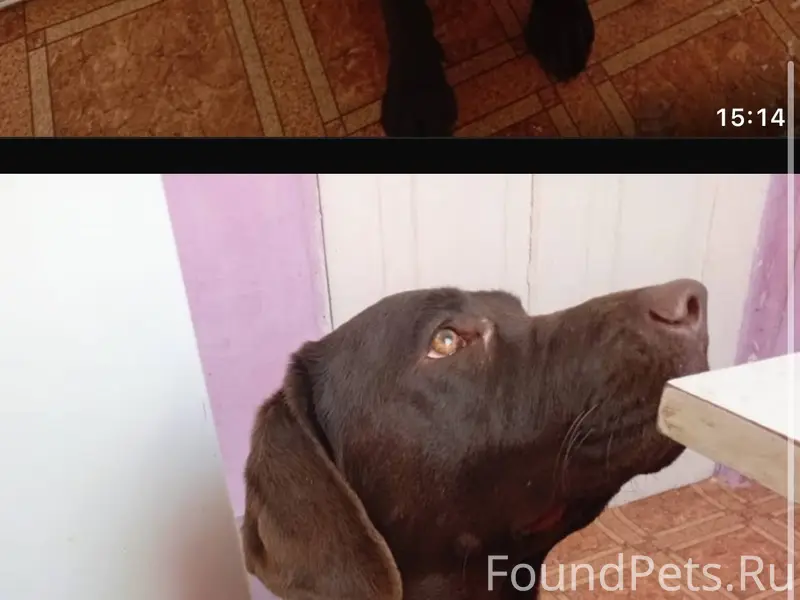 🆘🆘🆘Здравствуйте, с поводкам уб...