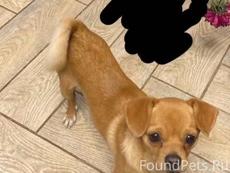 Здравствуйте,потерялась собака...