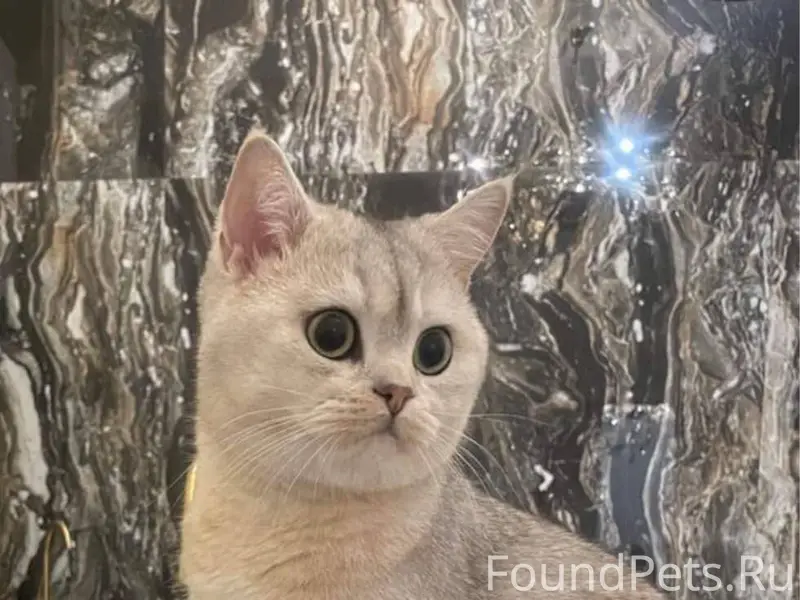 ‼️Пропал кот, с. Крым, ул. Сов...