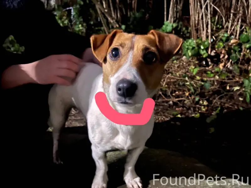 📌 Найдена собака на улице Фрун...