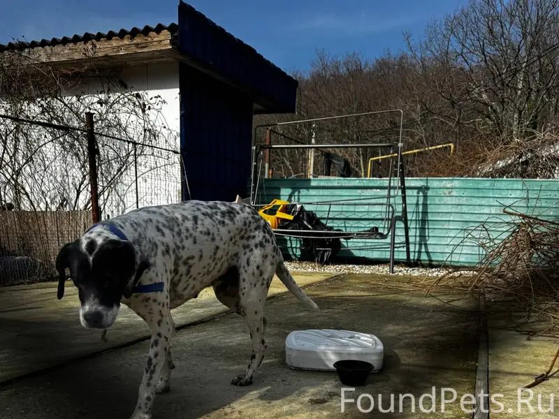 Кто потерял собаку??? Мальчик ...