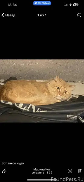 Найден кот на Ул. Красноармейс...