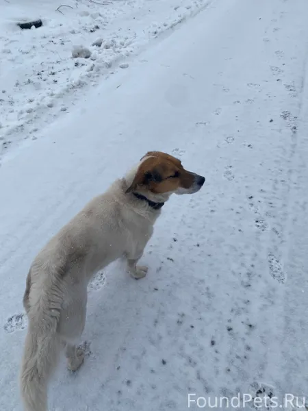 Здравствуйте, убежал пёс в рай...