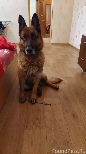 НАЙДЕНА СОБАКА