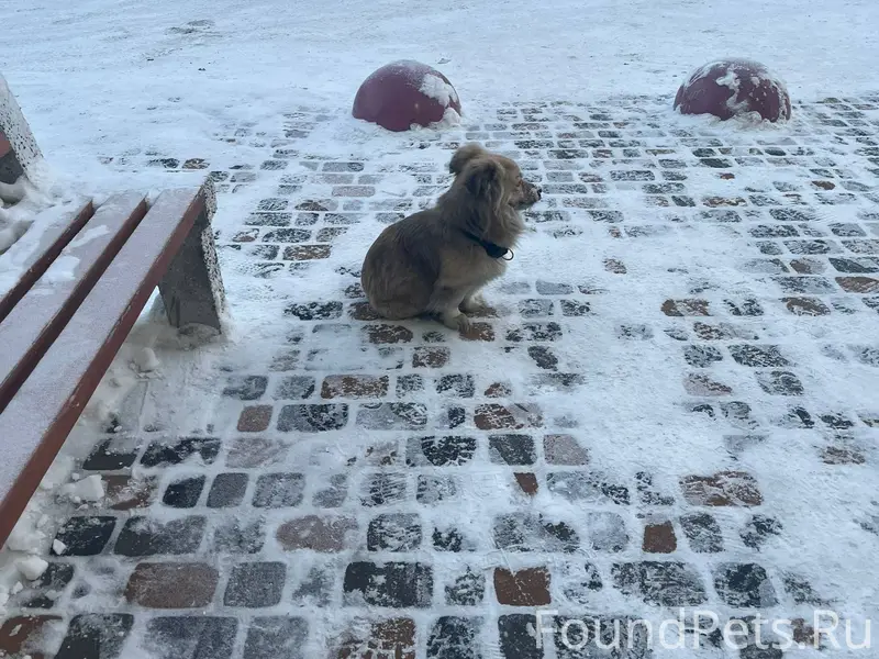 Потерялся, бегает на южном, в ...