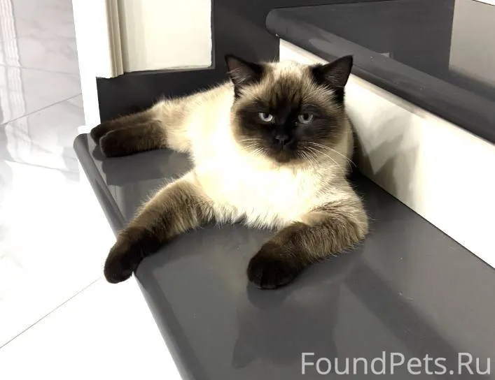 Пропал кот в районе ветеринарн...